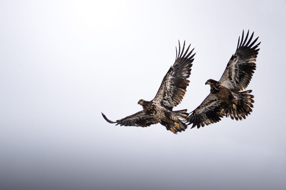 OM_SYSTEM_M_Zuiko_100-400mm_II_1040_Tiffany_Taxis_10