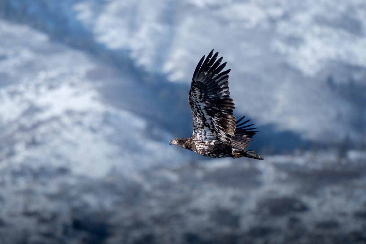 OM_SYSTEM_OM-1_M_Zuiko_100-400mm_II_1040_Art_Lefo_4