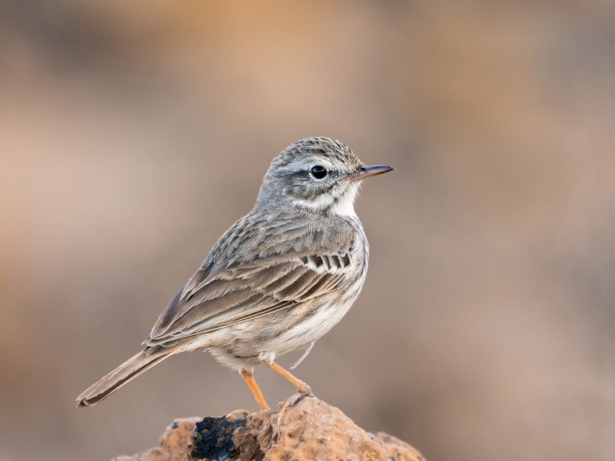 OM_SYSTEM_OM-1_Mark_II_M_Zuiko_100-400mm_II_1040_Espen_Helland_4