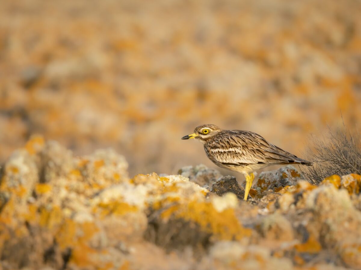 OM_SYSTEM_OM-1_Mark_II_M_Zuiko_100-400mm_II_1040_Espen_Helland_9