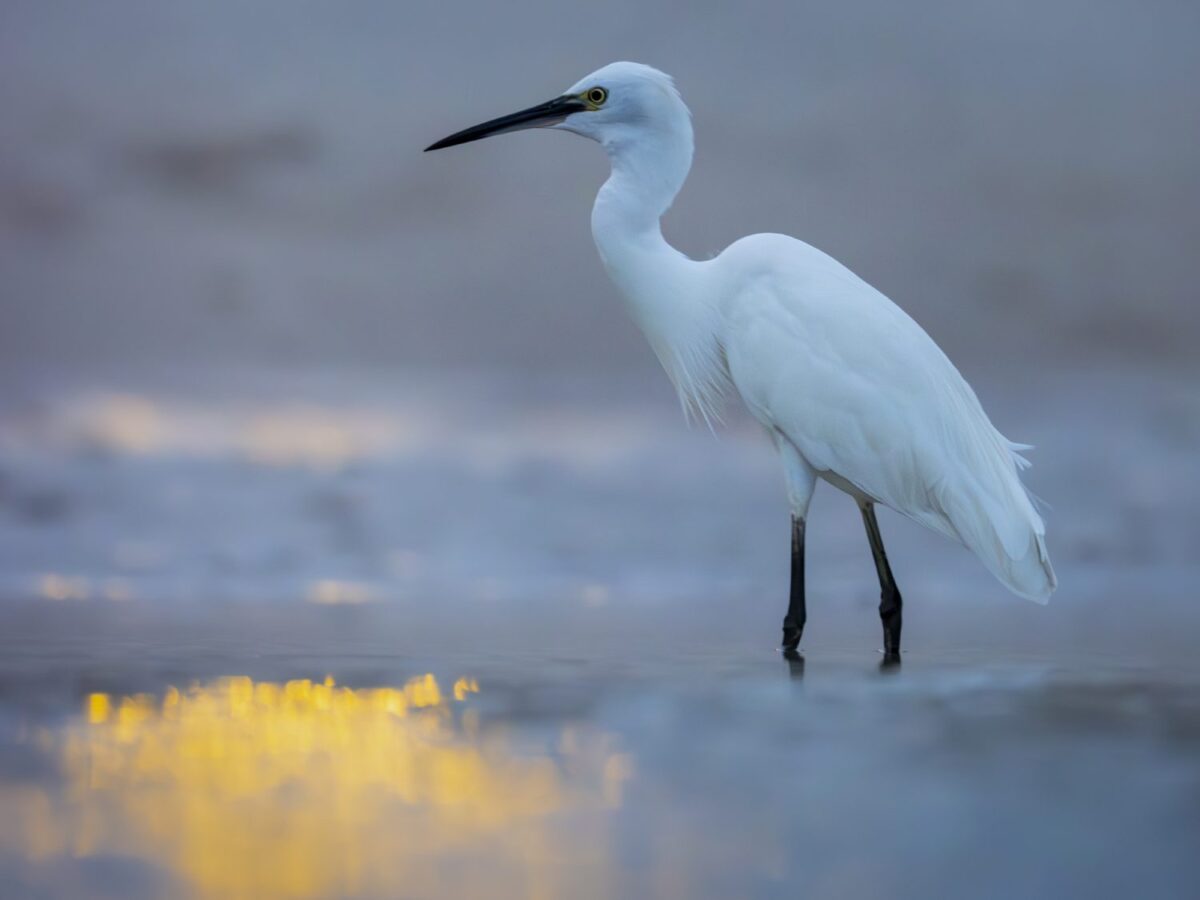 OM_SYSTEM_OM-1_Mark_II_M_Zuiko_100-400mm_II_1040_Lukasz_Bozycki_8