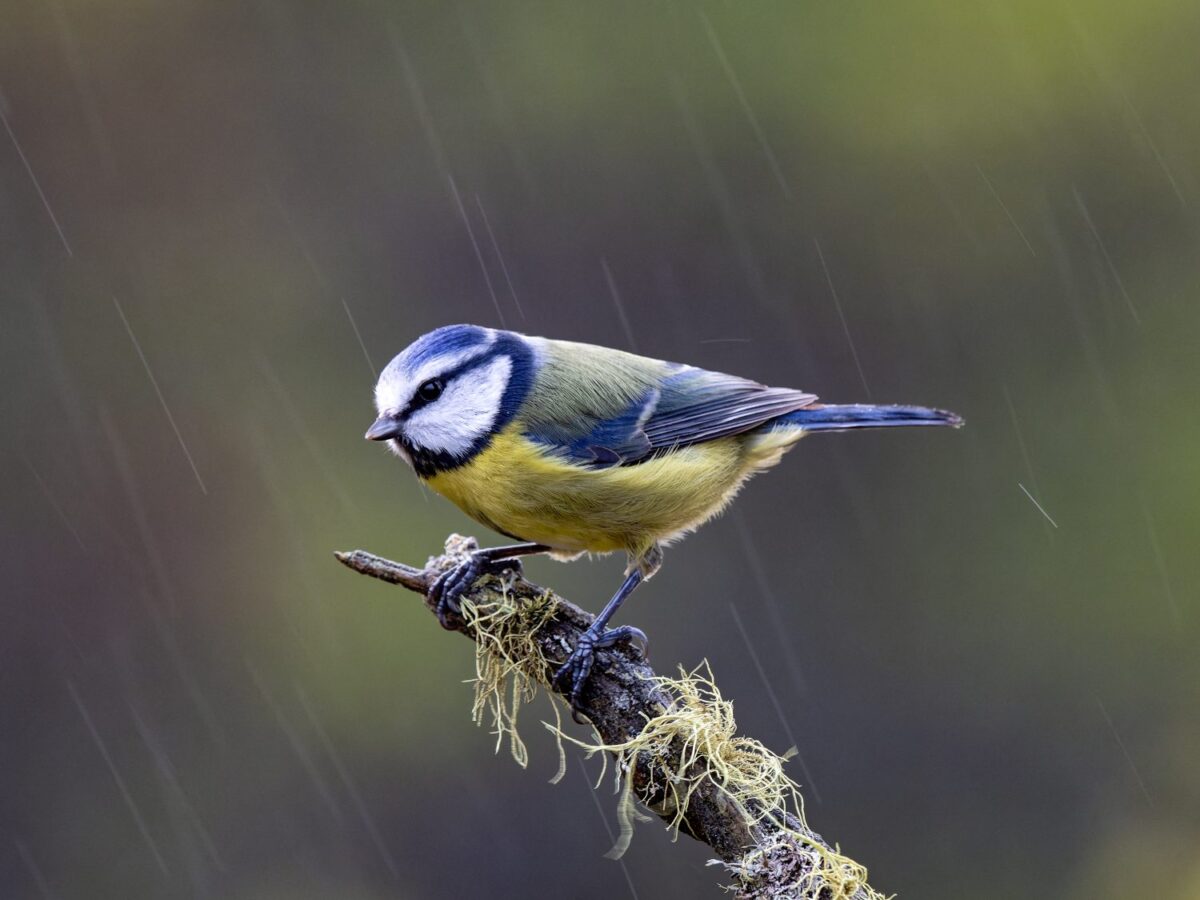 OM_SYSTEM_OM-5_M_Zuiko_100-400mm_II_1040_Espen_Helland_Blue tit in rain