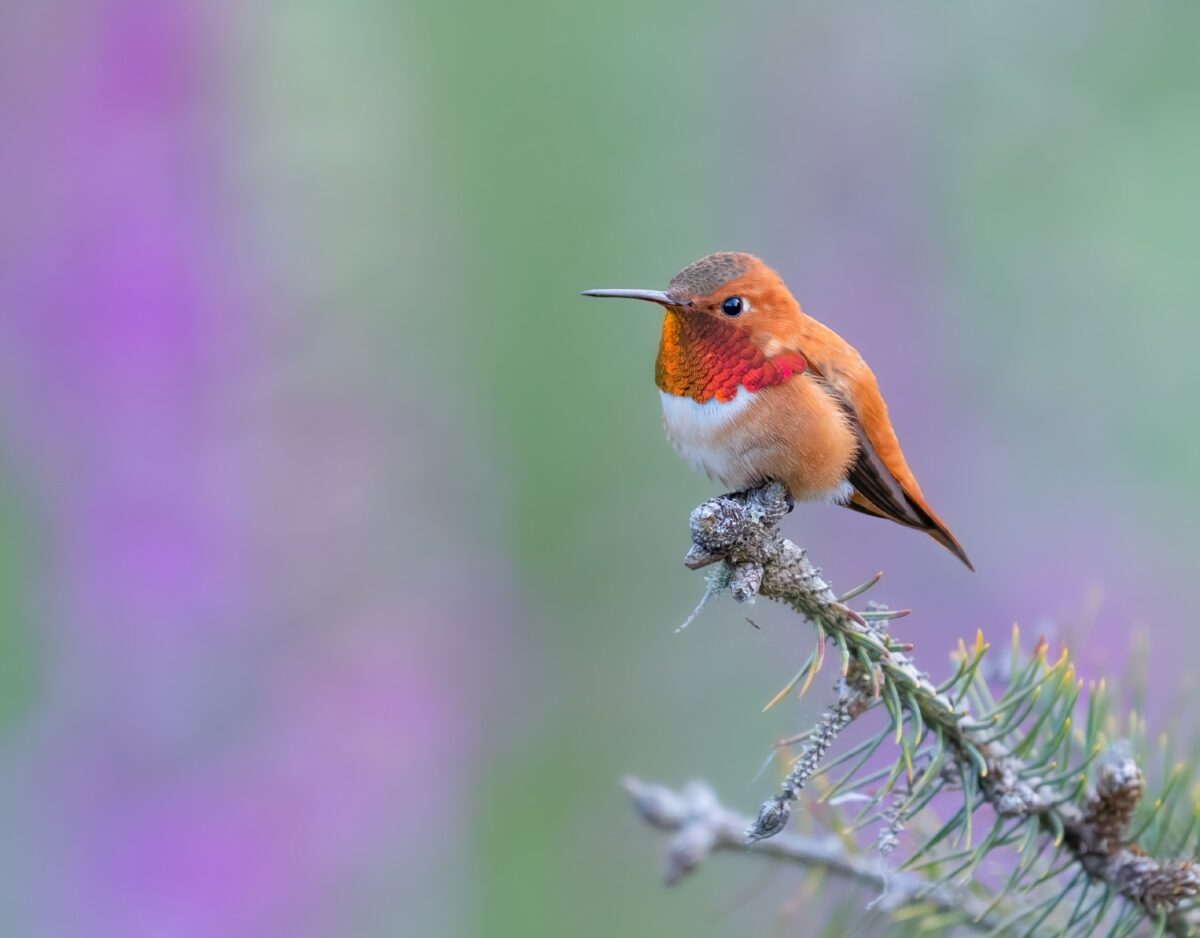 544886690_1205788928242100_9123976623279841903_n