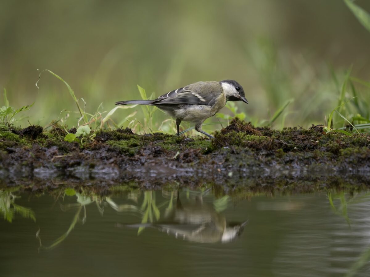 OM_SYSTEM_50-200mm_F2.8_IS_PRO_5020_Laszlo_Lorik_7160311