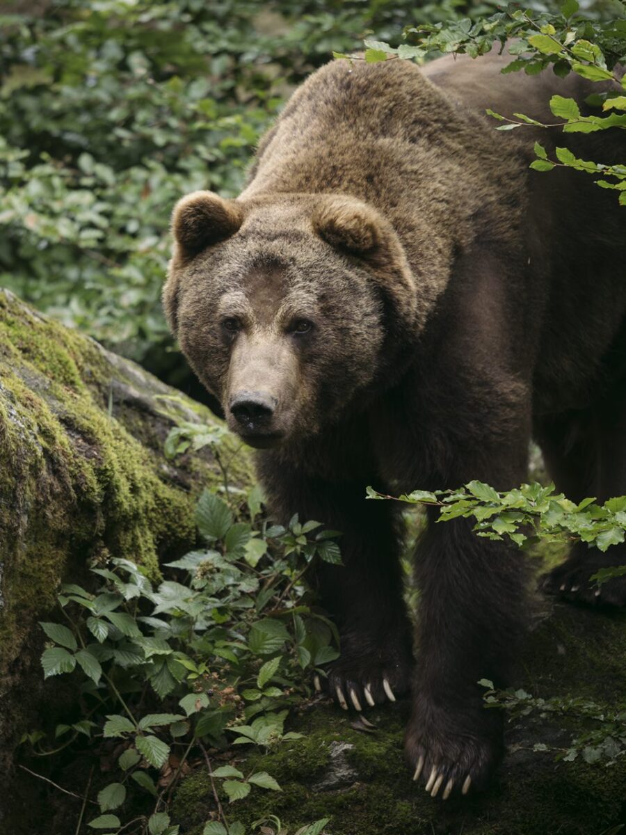 OM_SYSTEM_50-200mm_F2.8_IS_PRO_5020_Laszlo_Lorik_P7290029